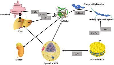 Anti-inflammatory mechanism of Apolipoprotein A-I